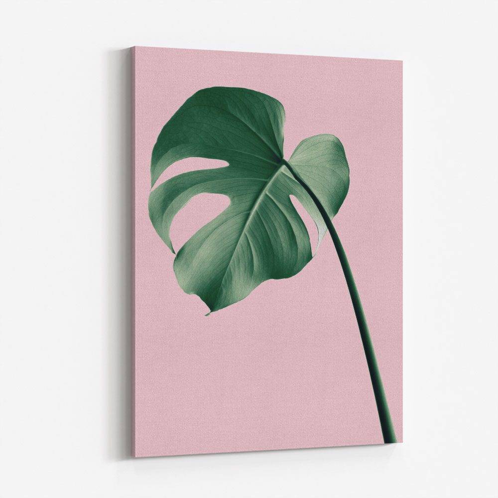 Monstera Pink No 05