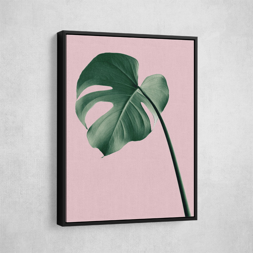 Monstera Pink No 05