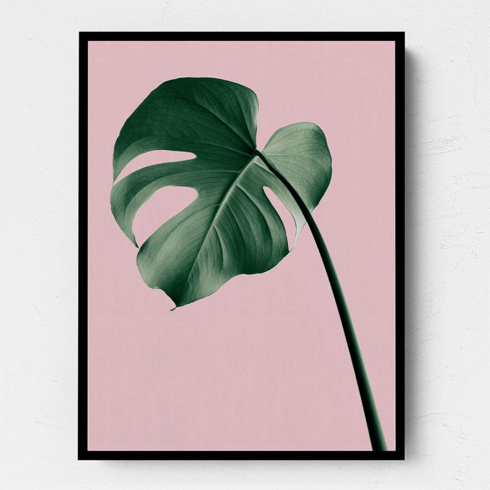 Monstera Pink No 05