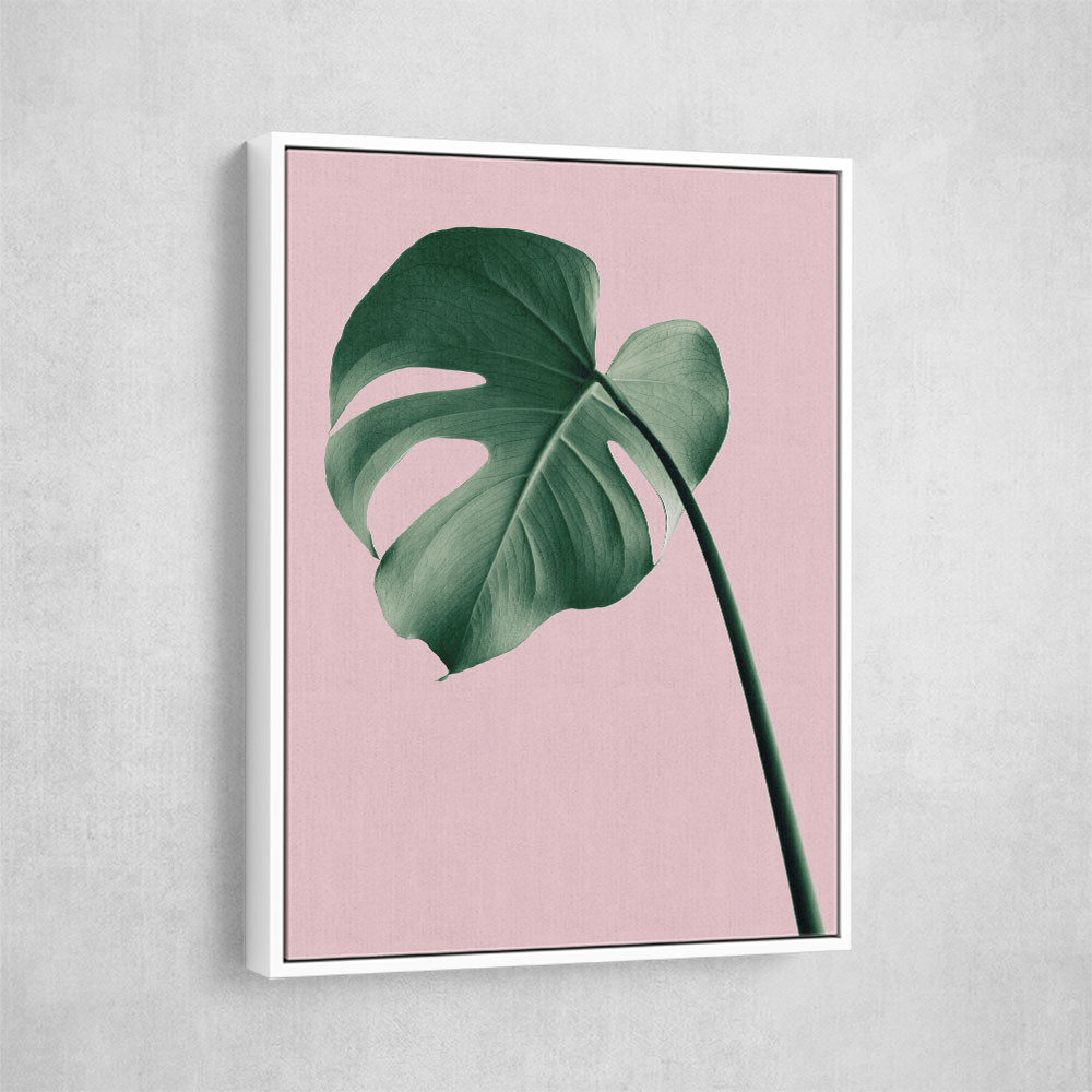 Monstera Pink No 05