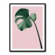 Monstera Pink No 05