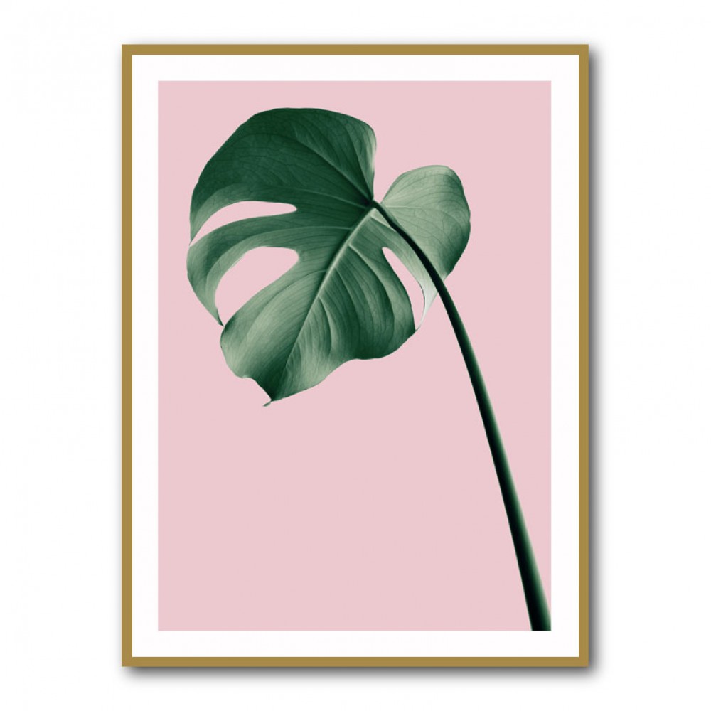 Monstera Pink No 05