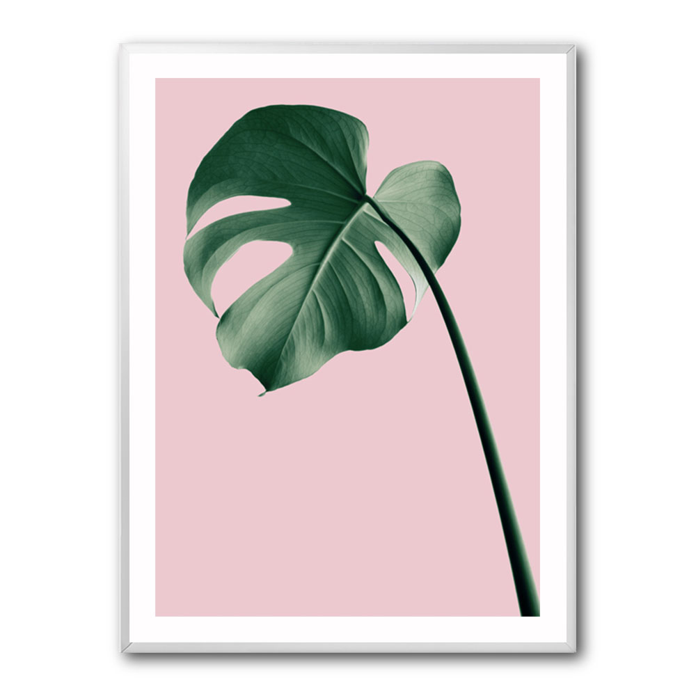 Monstera Pink No 05