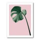 Monstera Pink No 05