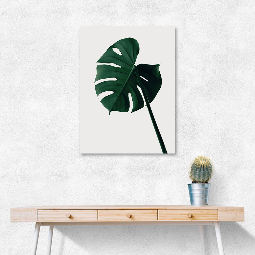 Monstera Natural 07