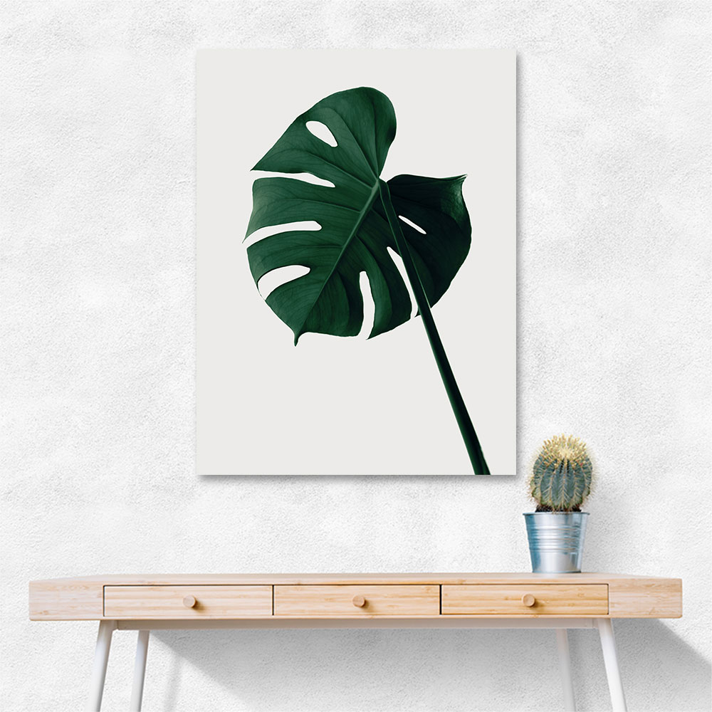 Monstera Natural 07