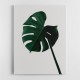 Monstera Natural 07