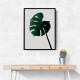 Monstera Natural 07