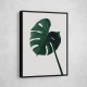 Monstera Natural 07