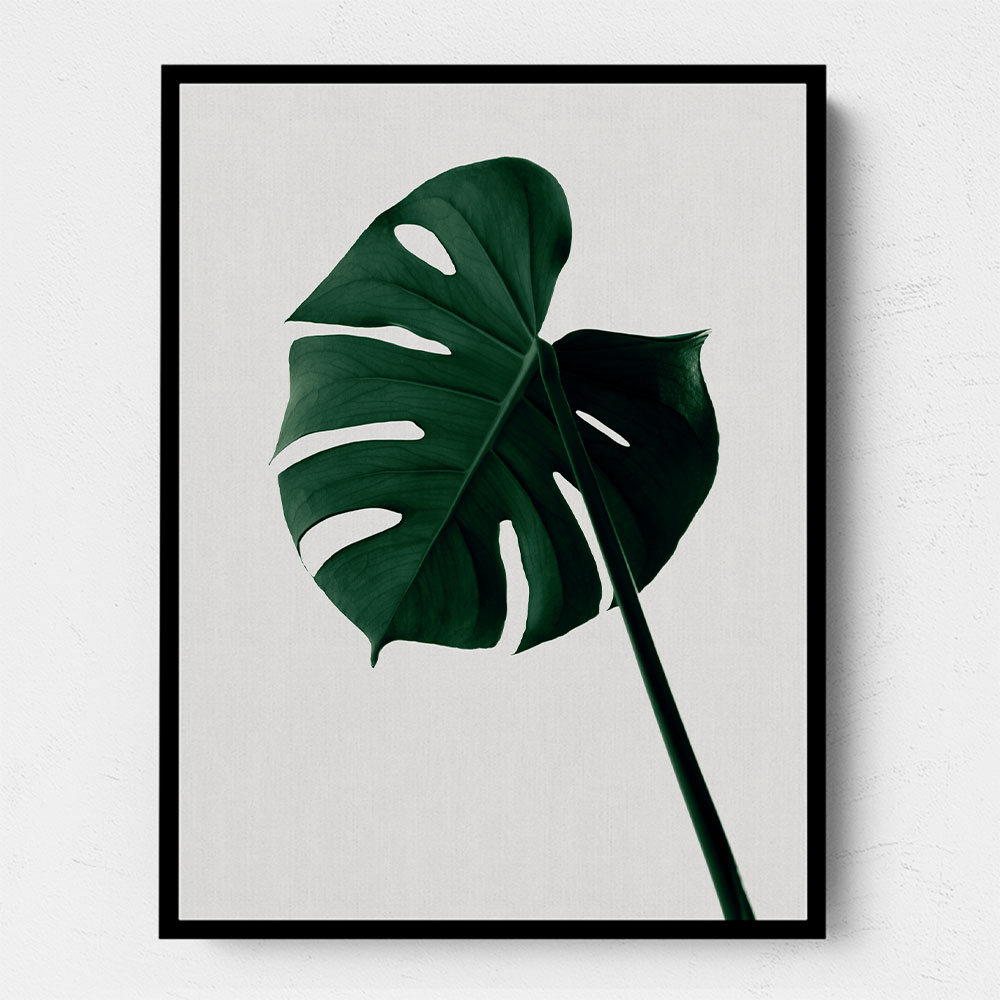 Monstera Natural 07