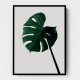 Monstera Natural 07