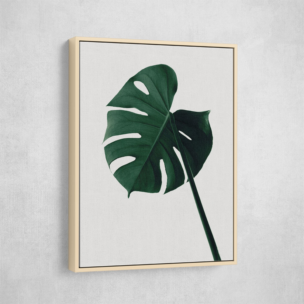 Monstera Natural 07