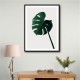 Monstera Natural 07