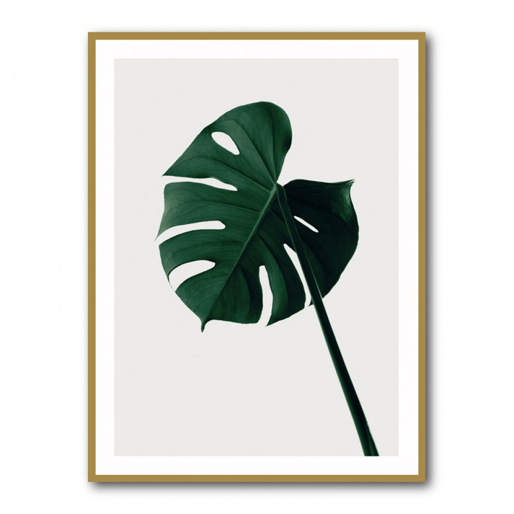 Monstera Natural 07