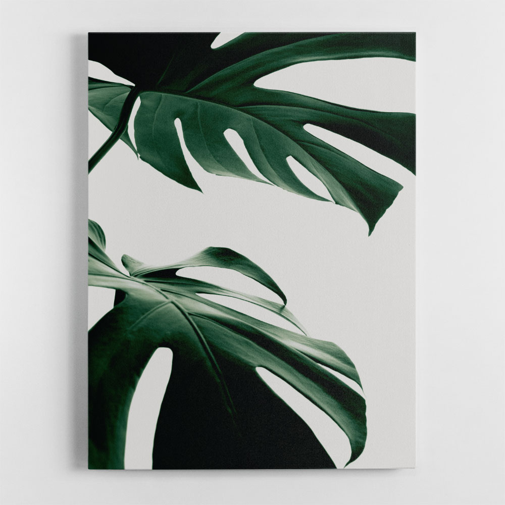 Monstera Natural 12