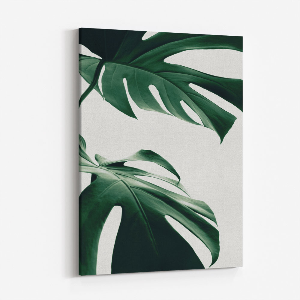 Monstera Natural 12