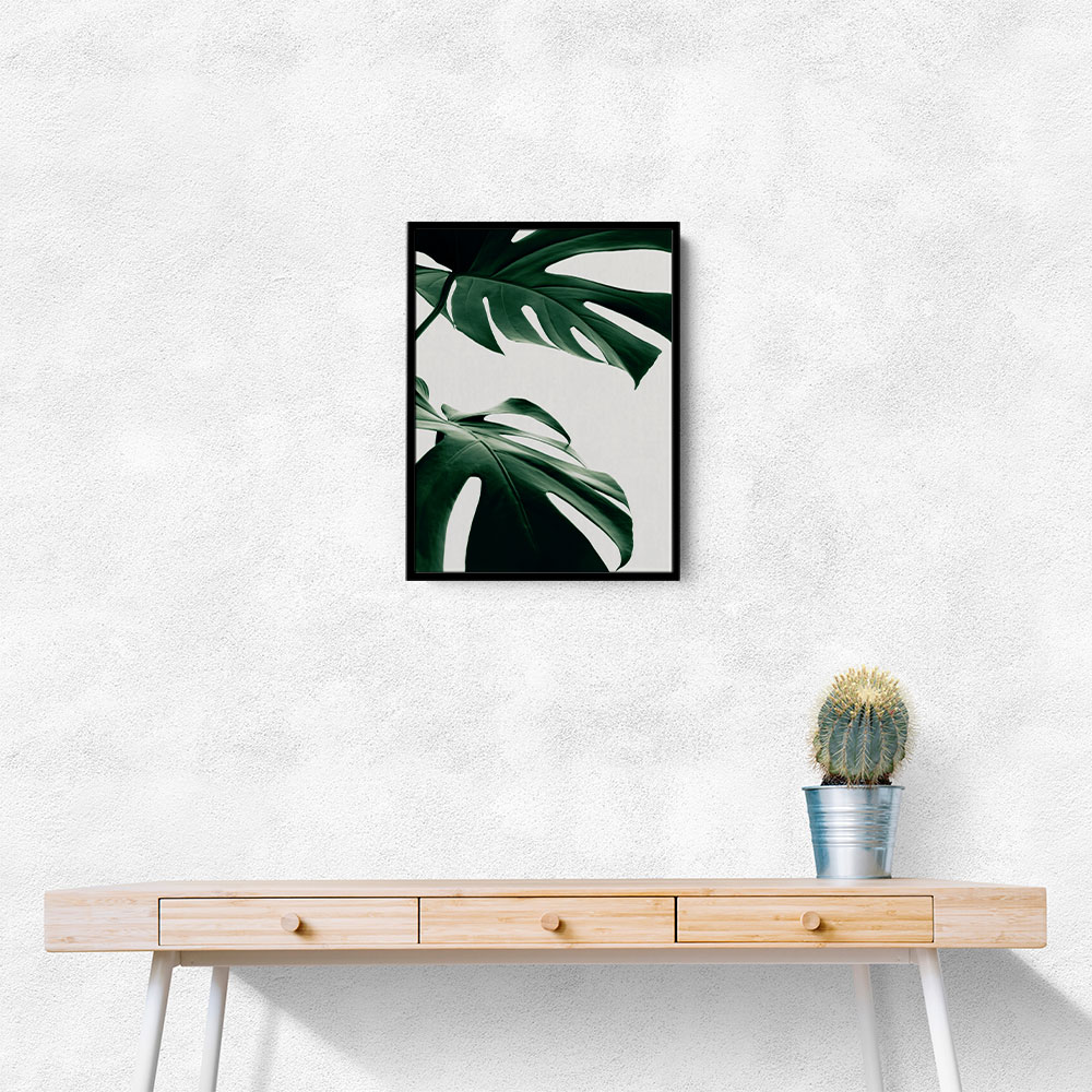 Monstera Natural 12