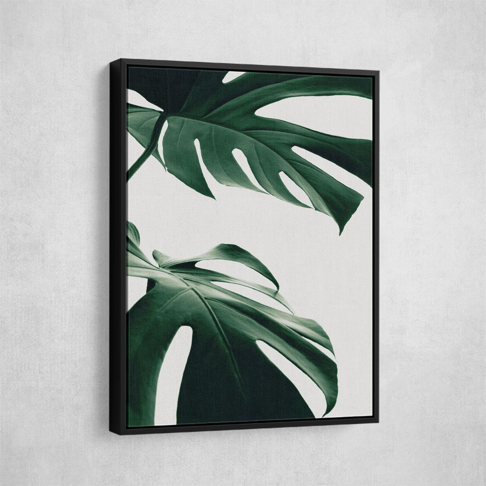 Monstera Natural 12