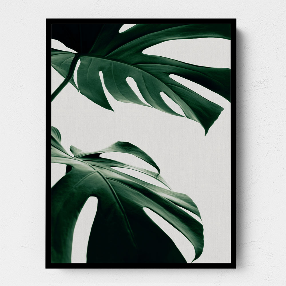 Monstera Natural 12