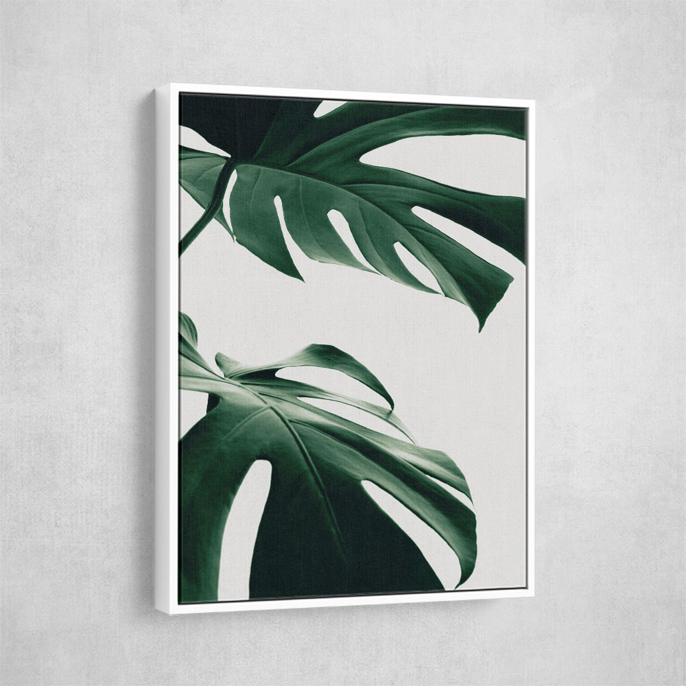 Monstera Natural 12