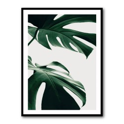 Monstera Natural 12