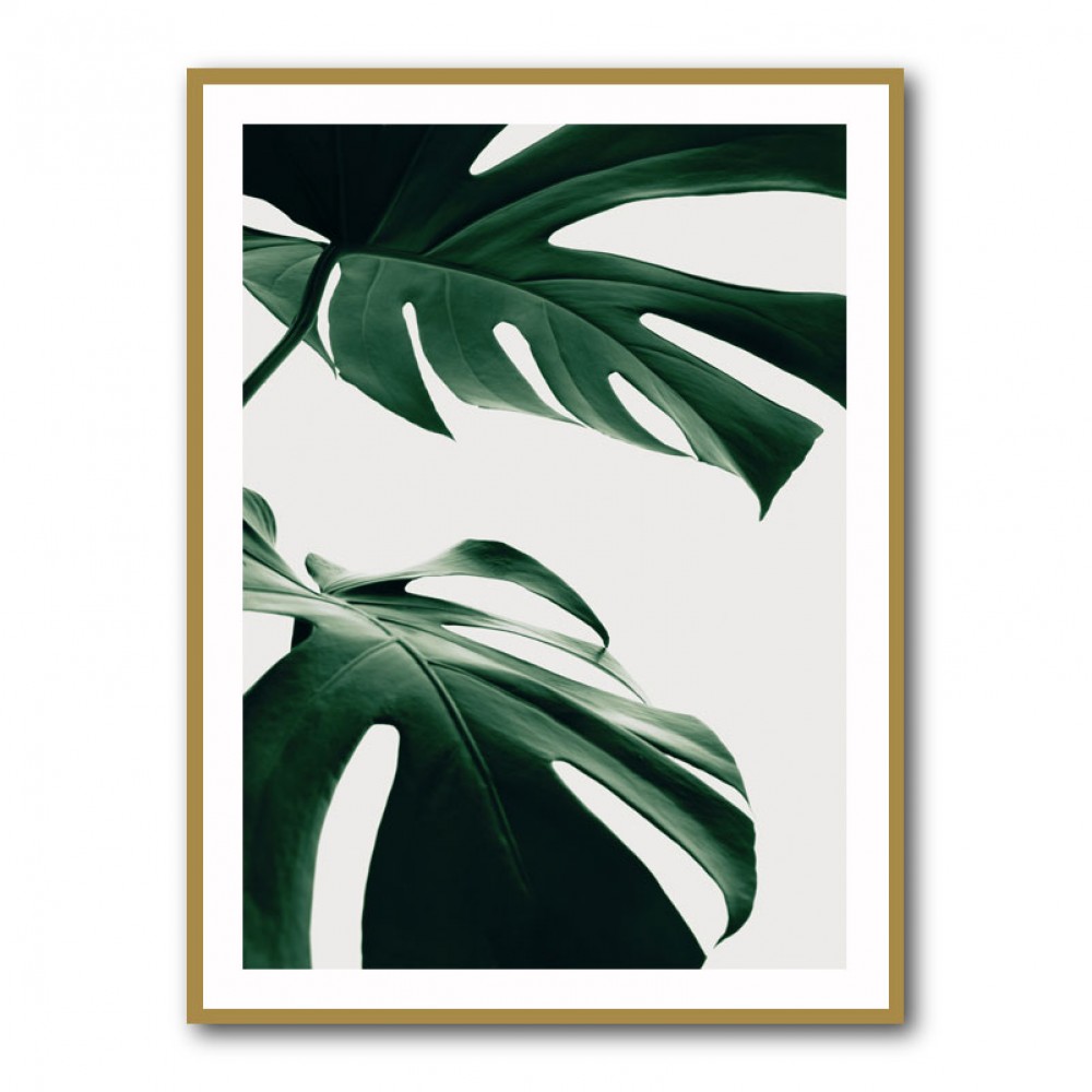 Monstera Natural 12