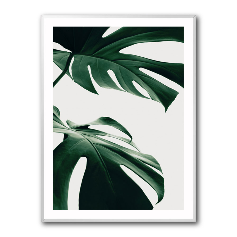 Monstera Natural 12