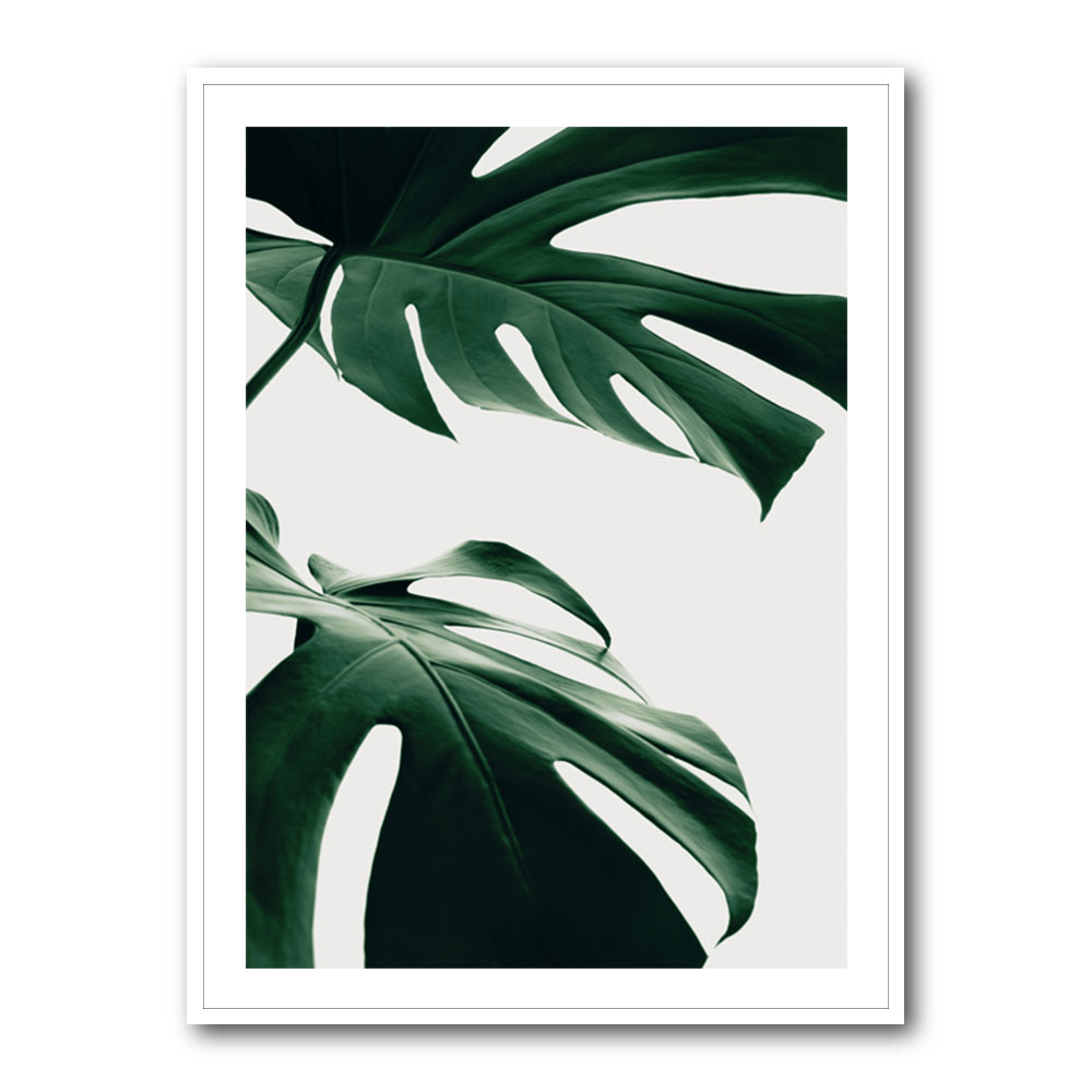 Monstera Natural 12