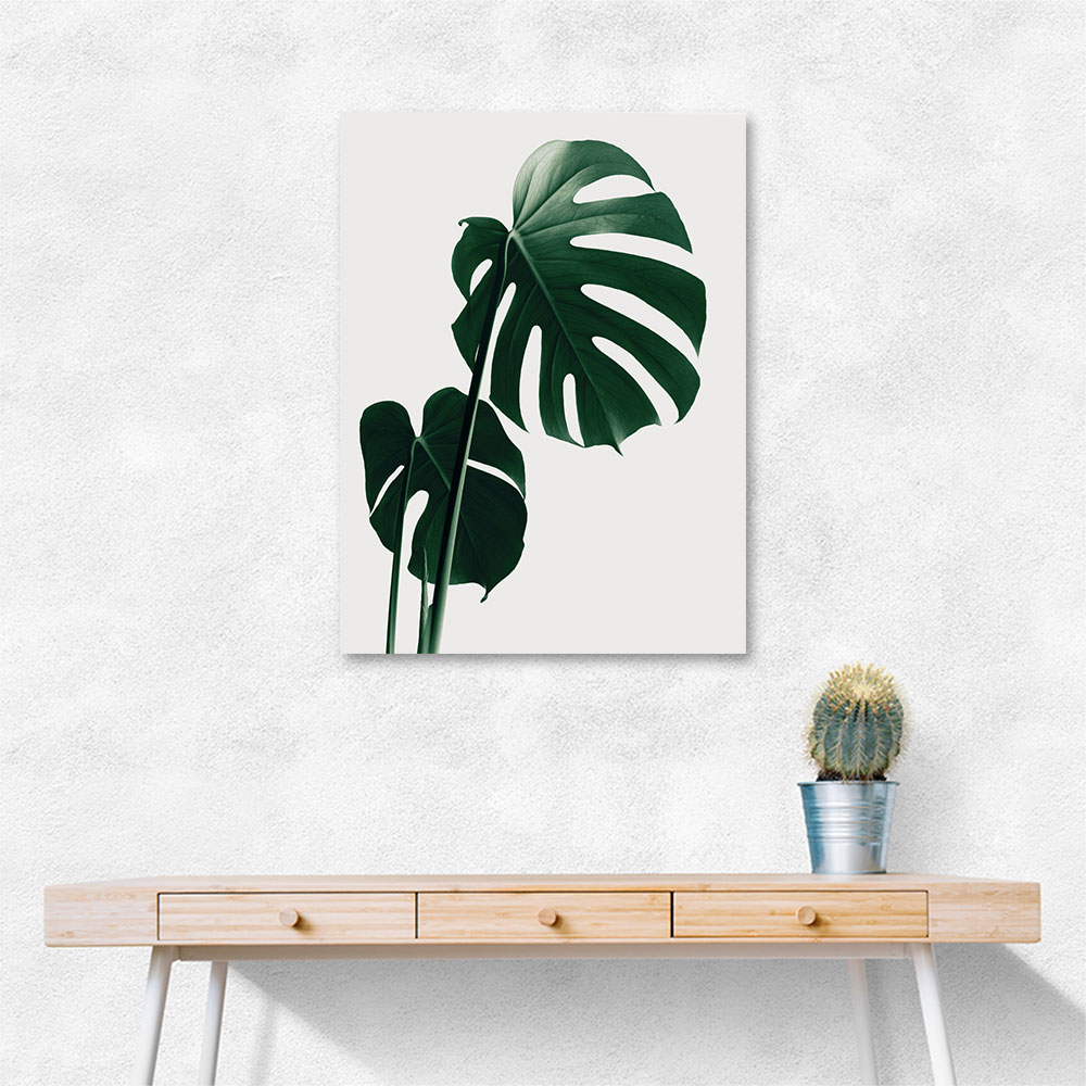 Monstera Natural 16