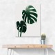 Monstera Natural 16