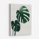 Monstera Natural 16