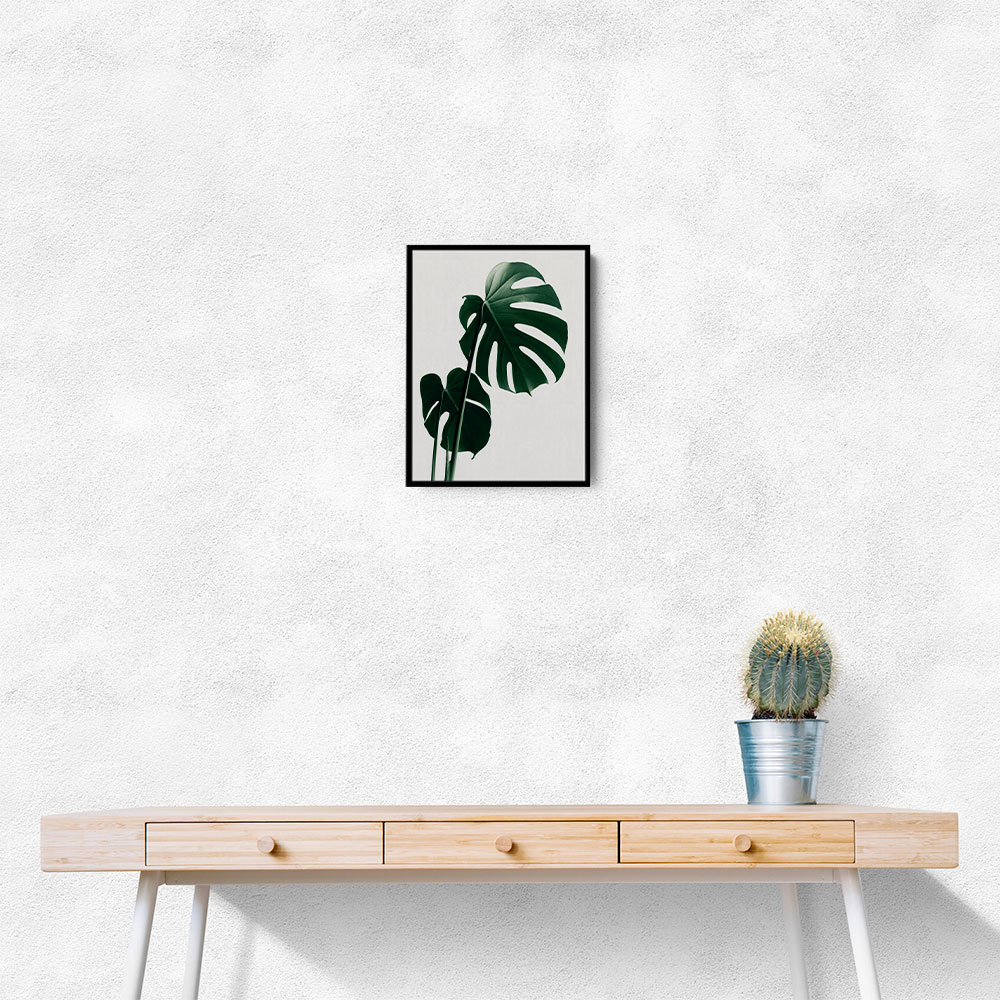 Monstera Natural 16