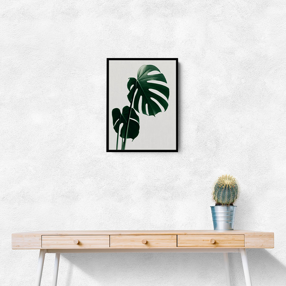 Monstera Natural 16