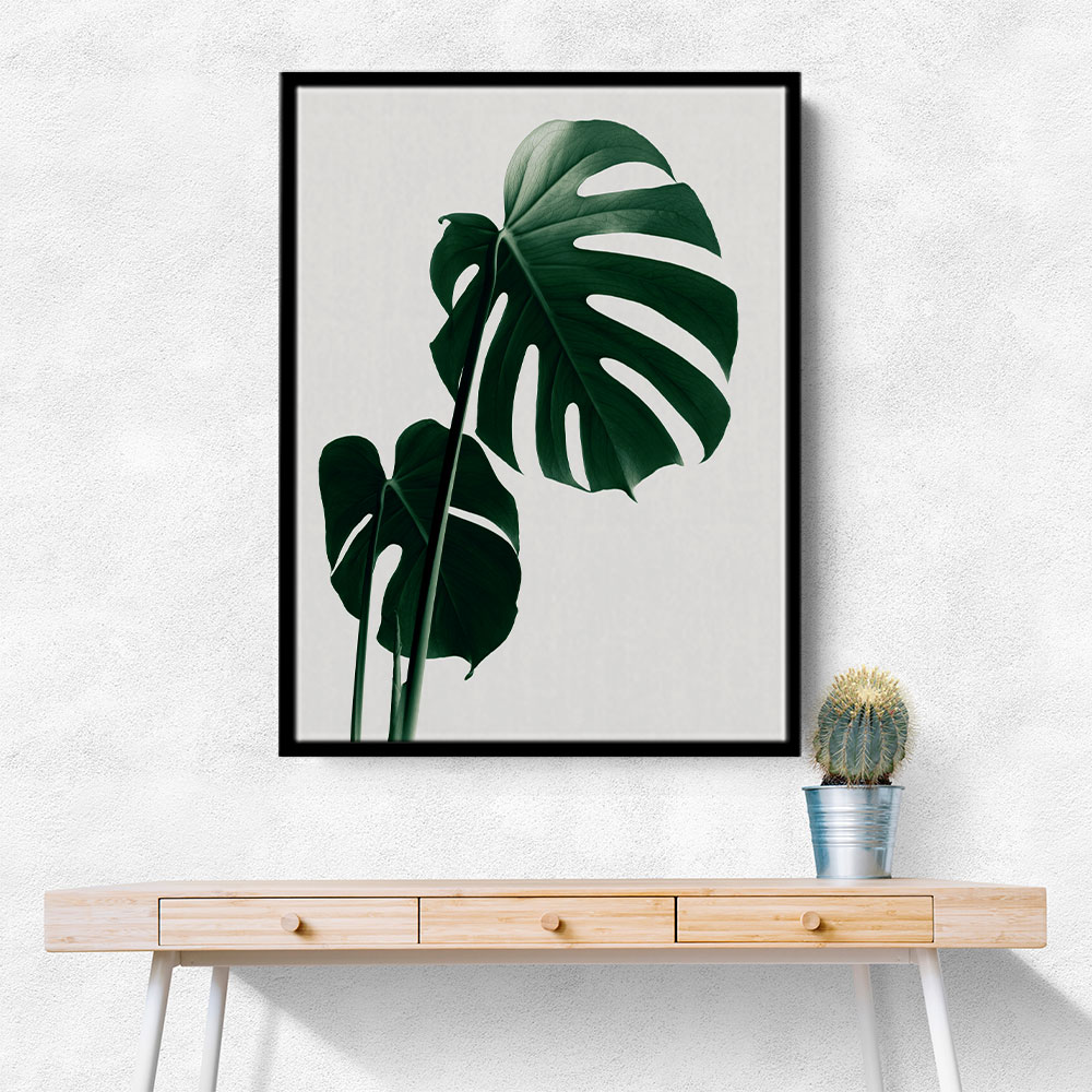 Monstera Natural 16