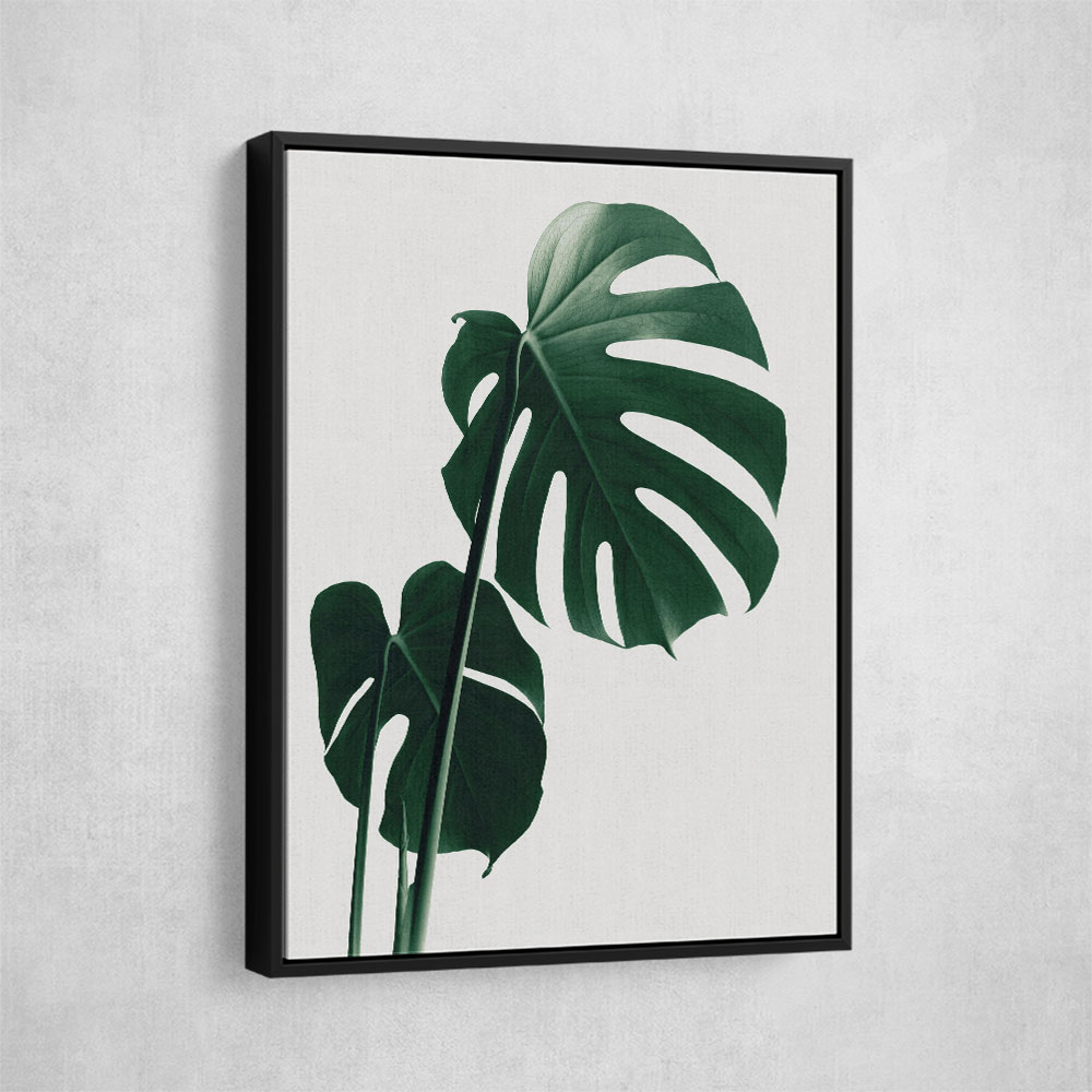 Monstera Natural 16