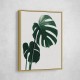 Monstera Natural 16