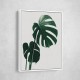 Monstera Natural 16