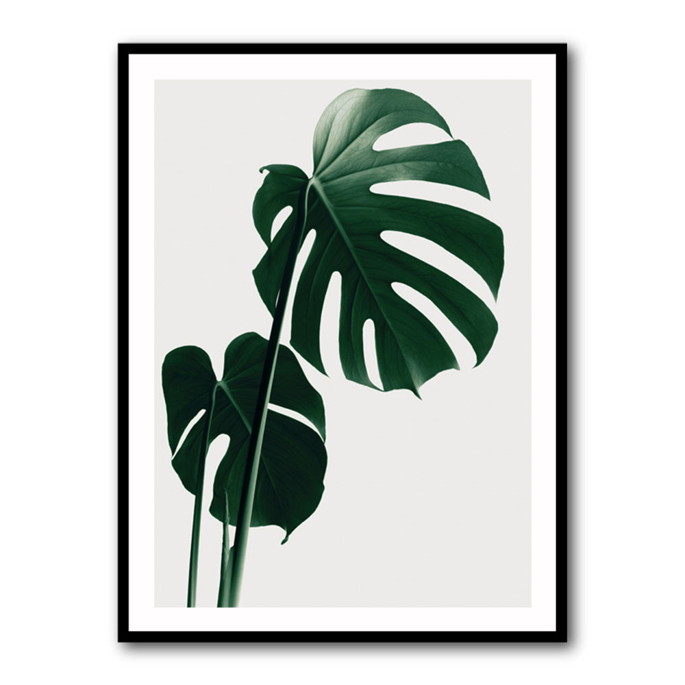 Monstera Natural 16