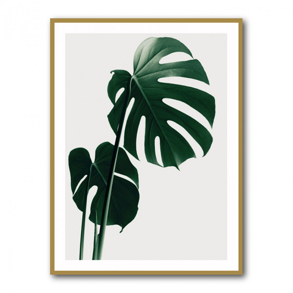 Monstera Natural 16