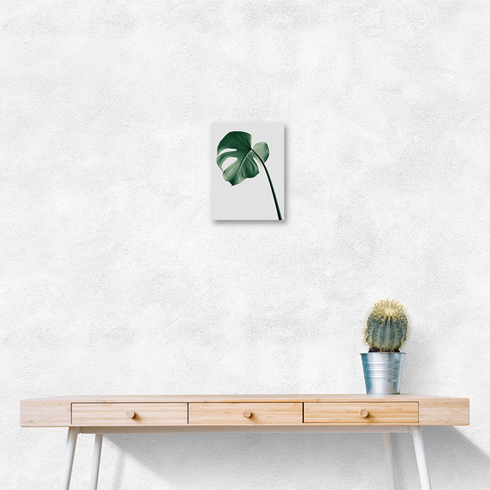 Monstera Natural 36 Monstera Natural 36