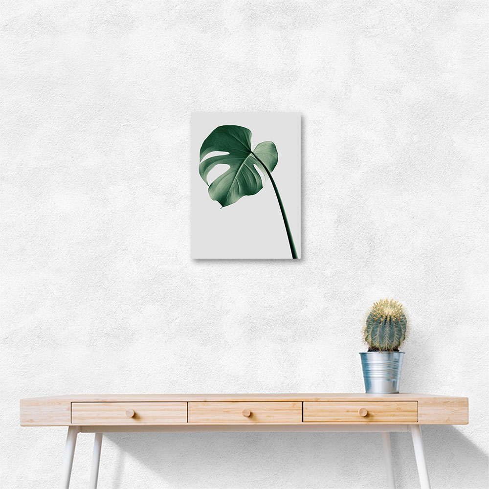 Monstera Natural 36 Monstera Natural 36