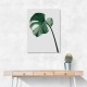 Monstera Natural 36 Monstera Natural 36