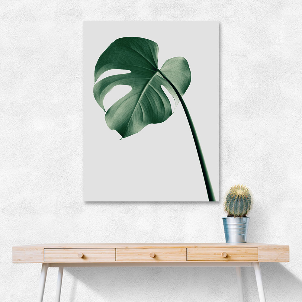 Monstera Natural 36 Monstera Natural 36