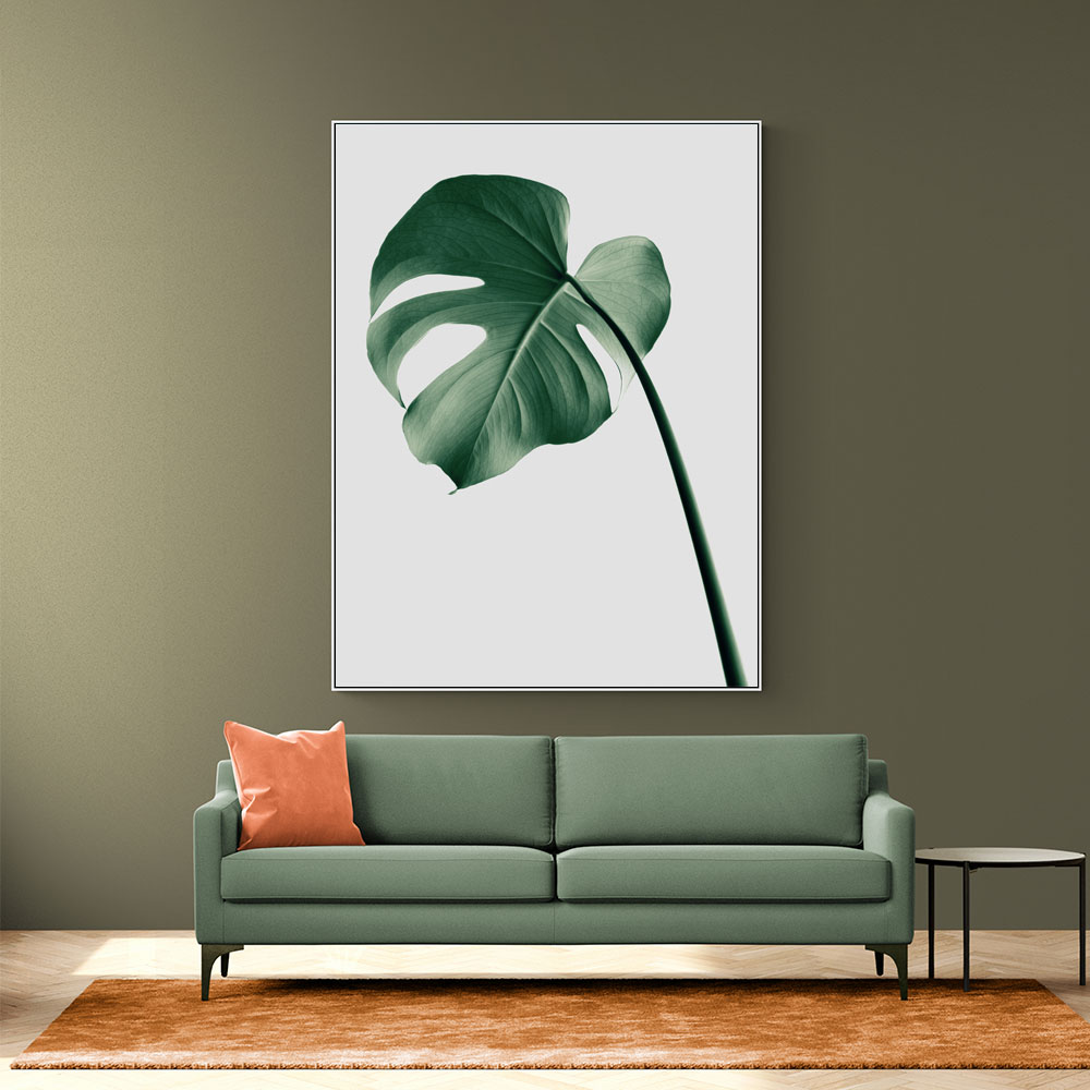 Monstera Natural 36 Monstera Natural 36