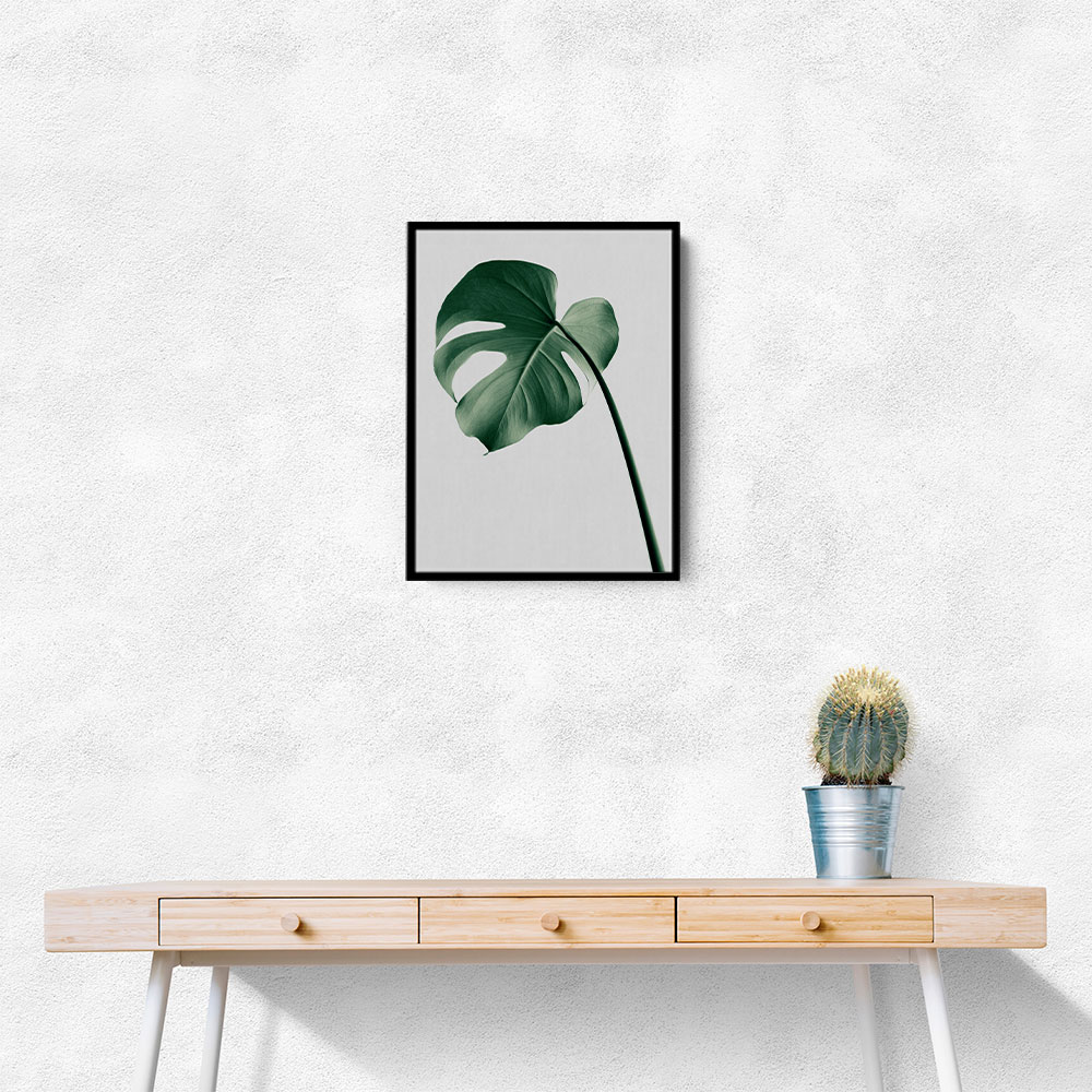 Monstera Natural 36