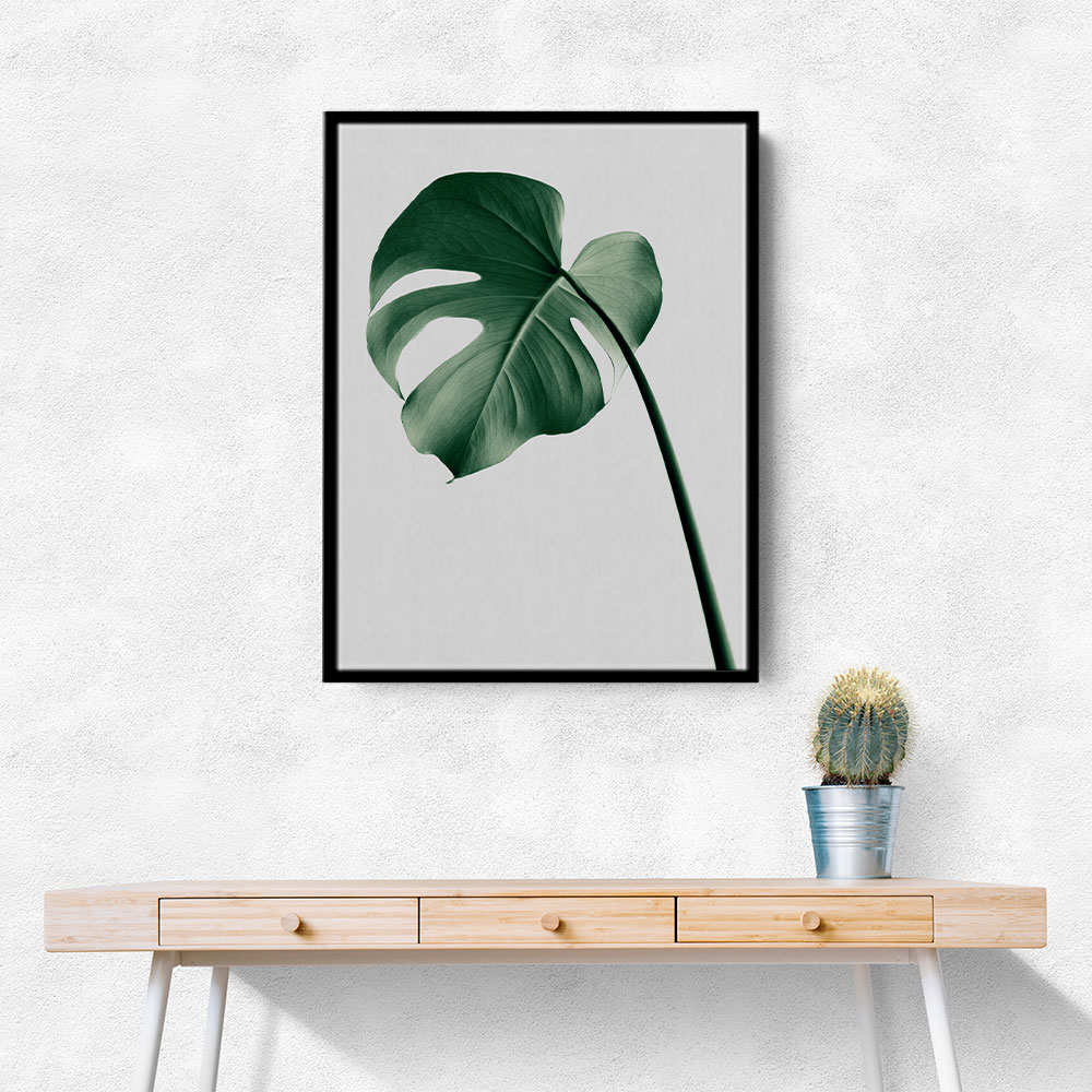 Monstera Natural 36