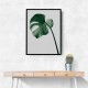 Monstera Natural 36 Monstera Natural 36