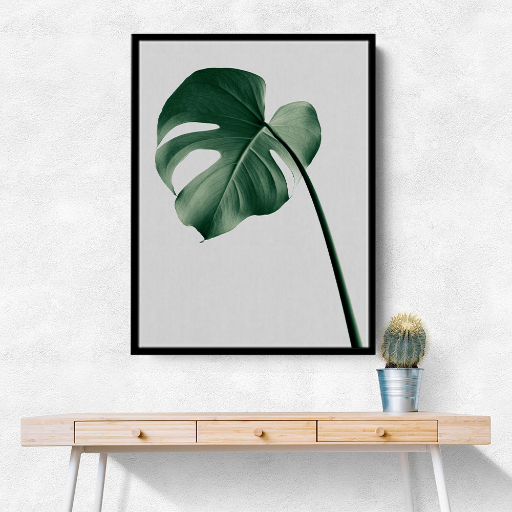 Monstera Natural 36 Monstera Natural 36