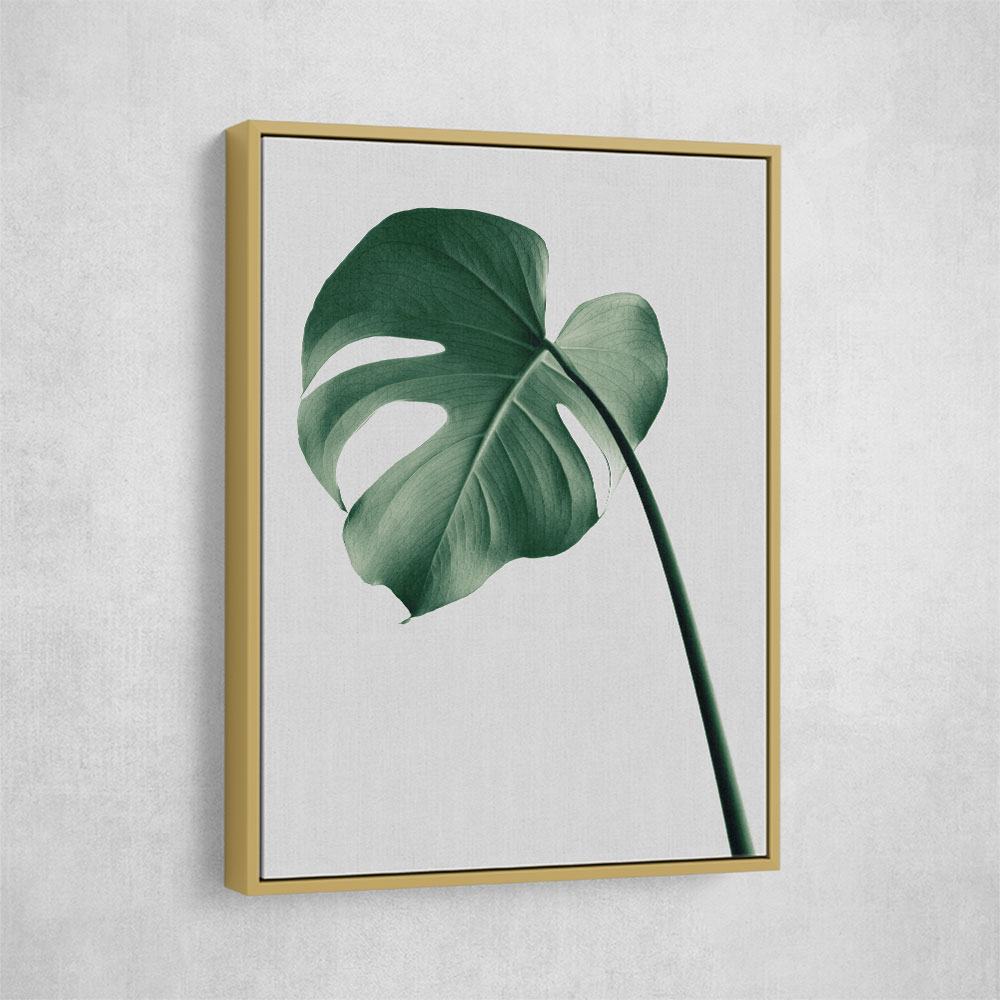 Monstera Natural 36