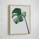 Monstera Natural 36 Monstera Natural 36
